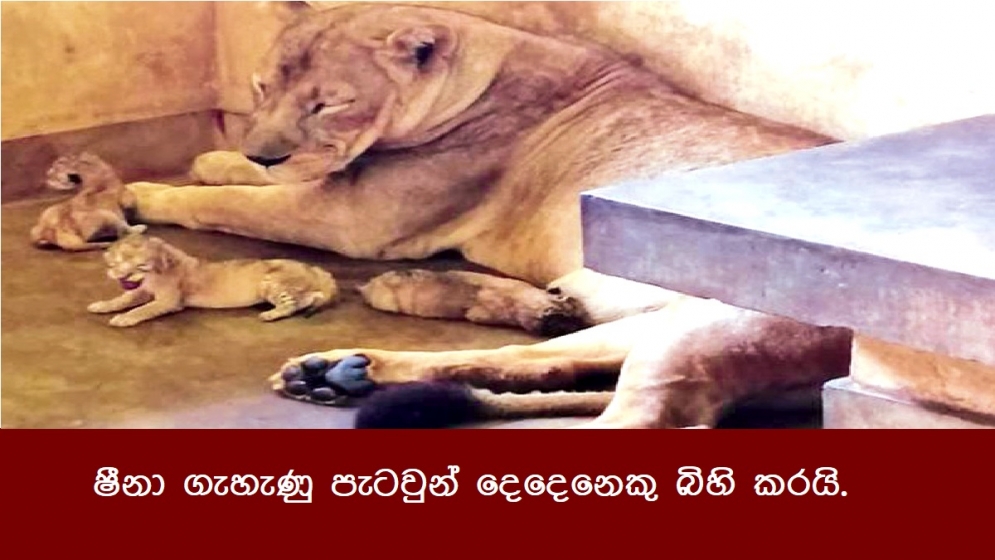 ෂීනා ගැහැණු පැටවුන් දෙදෙනෙකු බිහි කරයි.