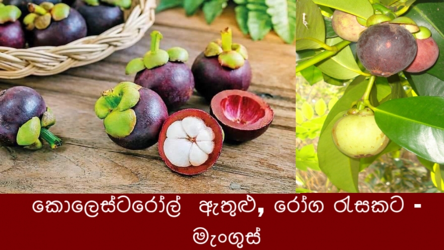 කොලෙස්ටරෝල්  ඇතුළු, රෝග රැසකට -   මැංගුස්