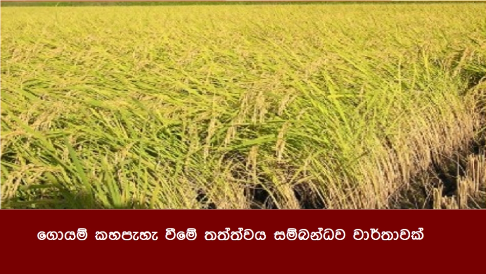 ගොයම් කහපැහැ වීමේ තත්ත්වය සම්බන්ධව වාර්තාවක්