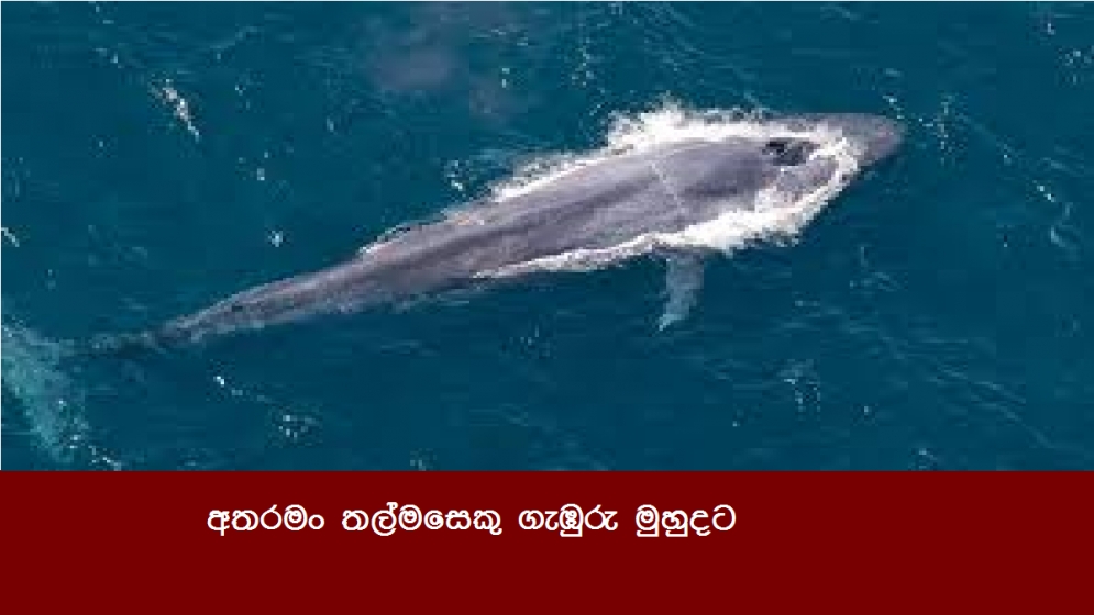 අතරමං තල්මසෙකු ගැඹුරු මුහුදට