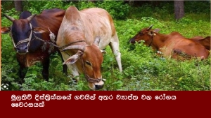 මුලතිව් දිස්ත්‍රික්කයේ ගවයින් අතර ව්‍යාප්ත වන රෝගය වෛරසයක්