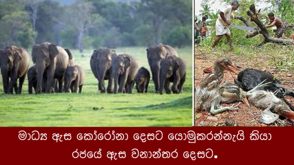 මාධ්‍ය ඇස කෝරෝනා දෙසට යොමුකරන්නැයි කියා රජයේ ඇස වනාන්තර දෙසට.