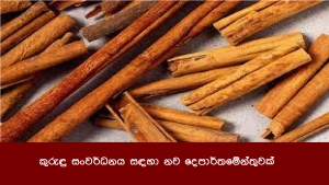 කුරුඳු සංවර්ධනය සඳහා නව දෙපාර්තමේන්තුවක්