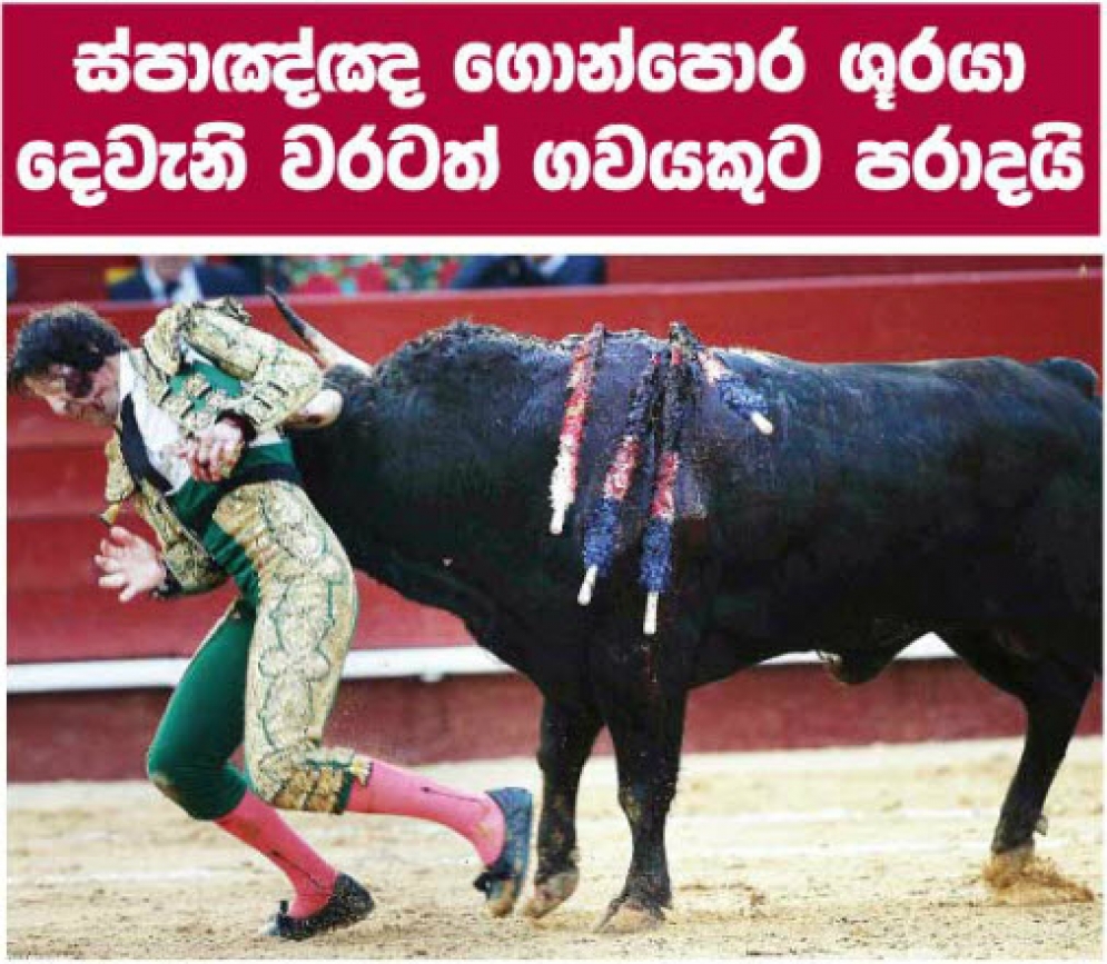 මිනිසෙක් ගොනෙකුට පරදියි - සන්නස තෝරන ඡායාරුපය