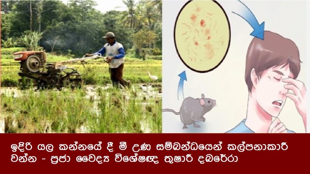 ඉදිරි යල කන්නයේ දී මී උණ සම්බන්ධයෙන් කල්පනාකාරී වන්න - ප්‍රජා වෛද්‍ය විශේෂඥ තුෂාරී දබරේරා