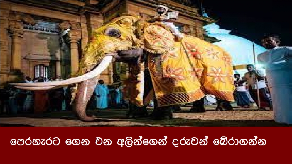 පෙරහැරට ගෙන එන අලින්ගෙන් දරුවන් බේරාගන්න