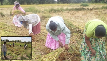 වගා හානි ගෙවන්න වීමෙන් පෝර අවුලේ සැබෑව තේරේවි