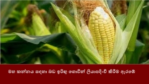 මහ කන්නය සඳහා බඩ ඉරිඟු ගොවීන් ලියාපදිංචි කිරීම ඇරඹේ