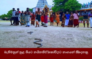 බැතිමතුන් තුළ බියට, නයිනතිව් කෝවිලට නාගයන් තිදෙනෙකු