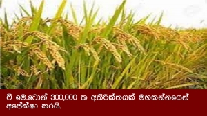 වී මෙ.ටොන් 300,000 ක අතිරික්තය ක්මහ කන්නයෙන් අපේක්ෂා කරයි.