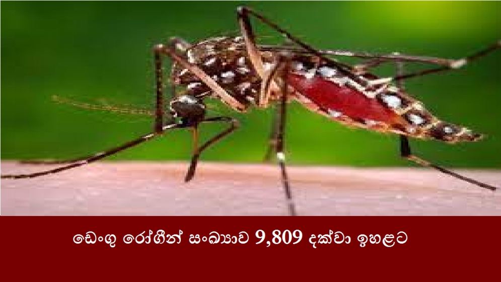 ඩෙංගු රෝගීන් සංඛ්‍යාව 9,809 දක්වා ඉහළට