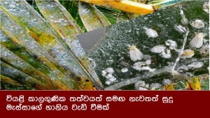 වියළි කාලගුණික තත්වයත් සමඟ නැවතත් සුදු මැස්සාගේ හානිය වැඩි වීමක්