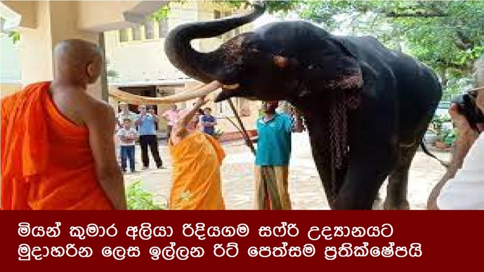 මියන් කුමාර අලියා රිදියගම සෆ්රි උද්‍යානයට මුදාහරින ලෙස ඉල්ලන රිට් පෙත්සම ප්‍රතික්ෂේපයි