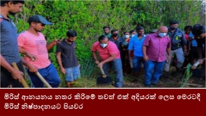 මිරිස් ආනයනය නතර කිරිමේ තවත් එක් අදියරක් ලෙස මෙරටදී මිරිස් නිෂ්පාදනයට පියවර