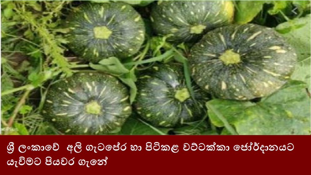 ශ්‍රී ලංකාවේ  අලි ගැටපේර හා පිටිකළ වට්ටක්කා ජෝර්දානයට යැවිමට පියවර ගැනේ