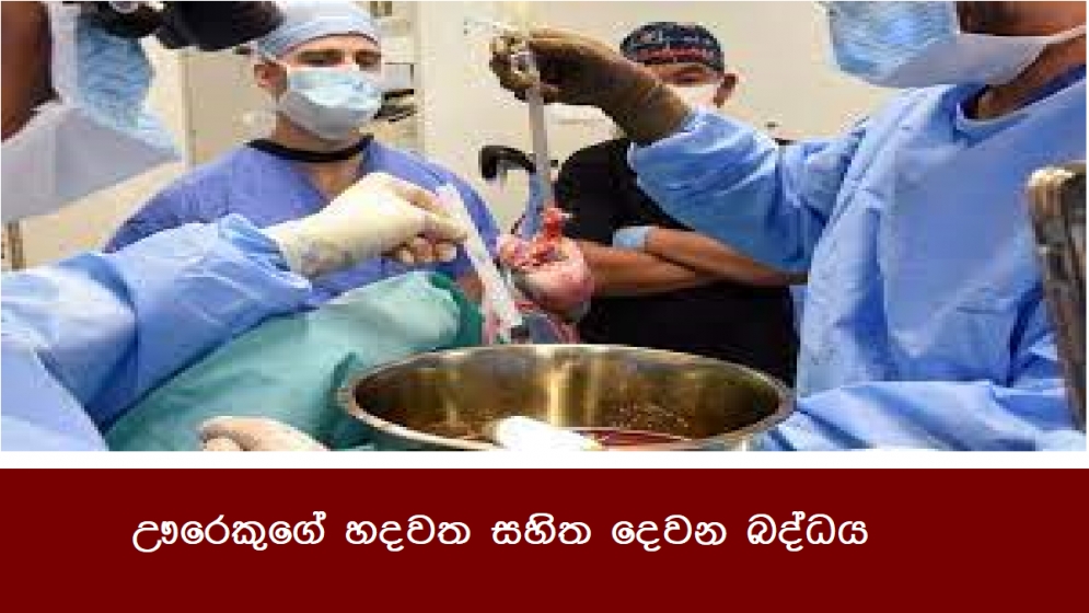 ඌරෙකුගේ හදවත සහිත දෙවන බද්ධය