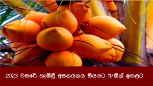 2023 වසරේ තැඹිලි අපනයනය සියයට 117කින් ඉහළට