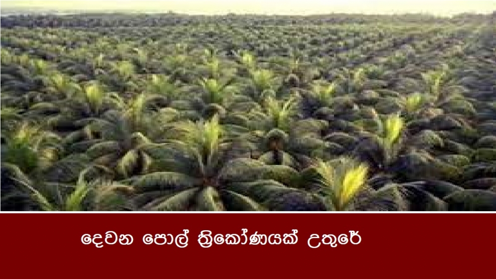 දෙවන පොල් ත්‍රිකෝණයක් උතුරේ