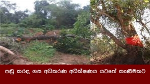 පඬු කරඳ ගස අධිකරණ අධීක්ෂණය යටතේ කැණීමකට