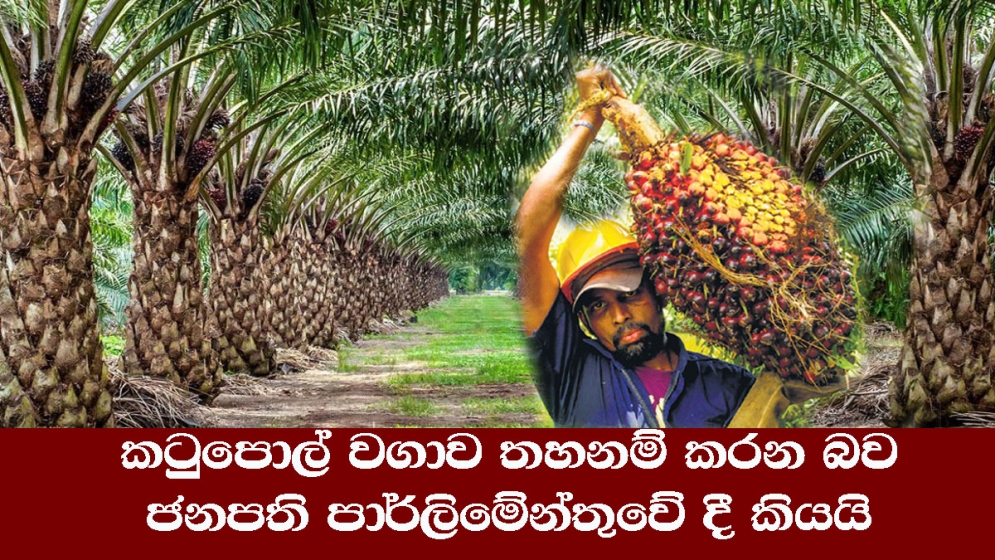 කටුපොල් වගාව තහනම් කරන බව ජනපති පාර්ලිමේන්තුවේ දී කියයි