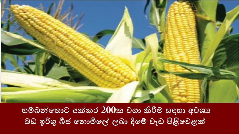 හම්බන්තොට අක්කර 200ක වගා කිරීම සඳහා අවශ්‍ය බඩ ඉරිගු බීජ නොමිලේ ලබා දීමේ වැඩ පිළිවෙළක්