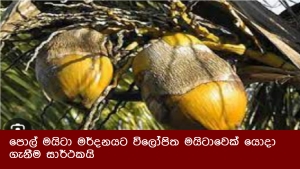 පොල් මයිටා මර්දනයට විලෝපිත මයිටාවෙක් යොදා ගැනීම සාර්ථකයි