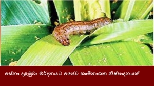 සේනා දළඹුවා මර්දනයට ජෛව කෘමිනාශක නිෂ්පාදනයක්