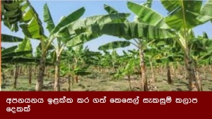 අපනයනය ඉළක්ක කර ගත් කෙසෙල් සැකසුම් කලාප දෙකක්