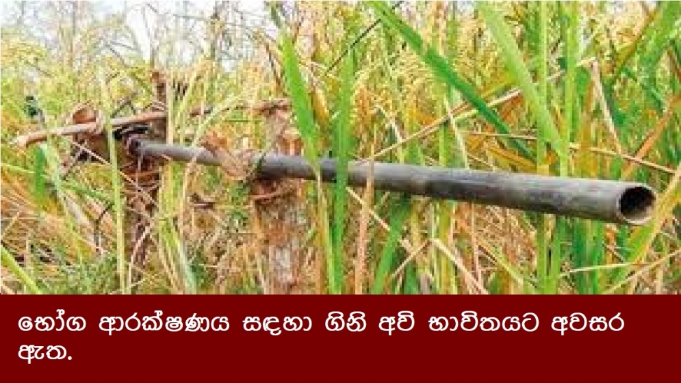 භෝග ආරක්ෂණය සඳහා ගිනි අවි භාවිතයට අවසර ඇත.