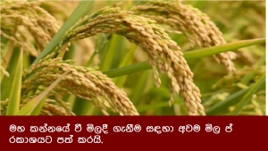 මහ කන්නයේ වී මිලදී ගැනීම සඳහා අවම මිල ප්‍රකාශයට පත් කරයි.